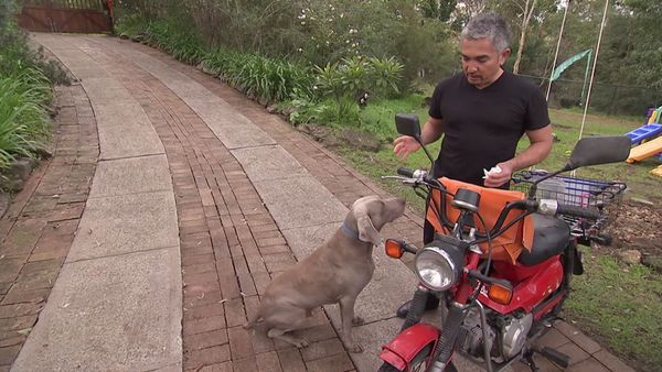 Hundehviskeren - The Dog Whisperer: Cesar Down Under