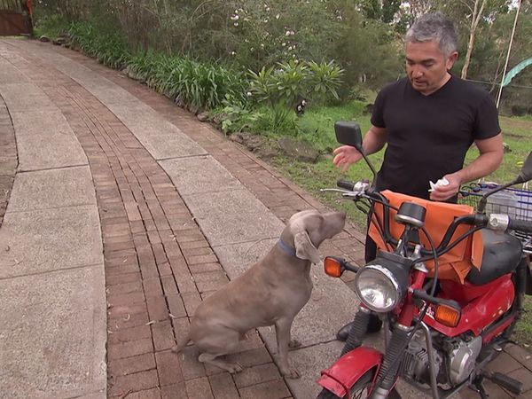 Hundehviskeren - The Dog Whisperer: Cesar Down Under