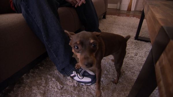 Hundehviskeren - Mad Dogs: Mafia, Jack & Raspberry, Grady, Boo & Khia