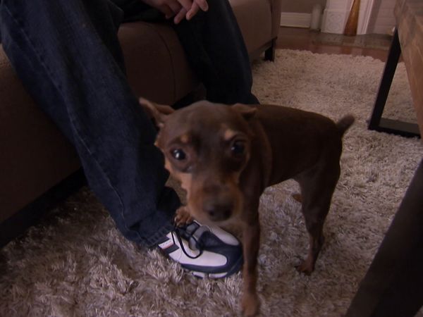 Hundehviskeren - Mad Dogs: Mafia, Jack & Raspberry, Grady, Boo & Khia