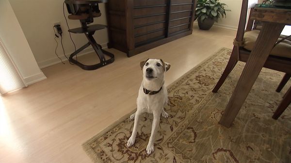 Hundehviskeren - Charlotte, Elvis and Jack