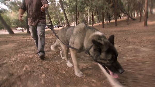 Hundehviskeren - Run Home Roscoe!