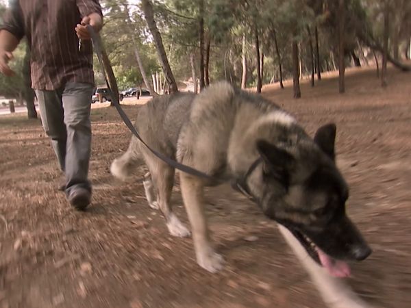Hundehviskeren - Run Home Roscoe!