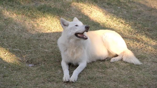 Hundehviskeren - Hyde & Vada and Nacho