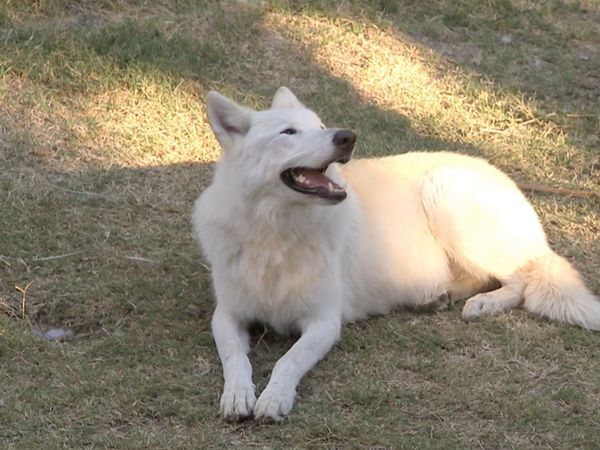 Hundehviskeren - Hyde & Vada and Nacho