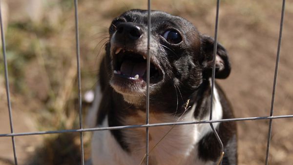 Hundehviskeren - Chihuahuas from Hell