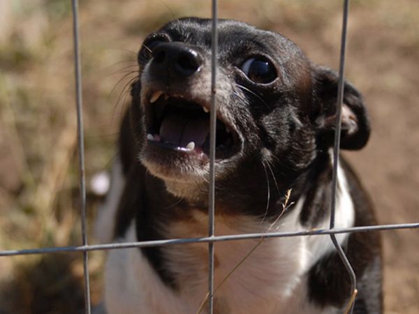Hundehviskeren - Chihuahuas from Hell