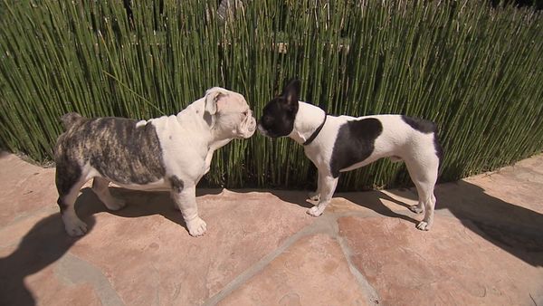 Hundehviskeren - Miles and Maxie & Booker
