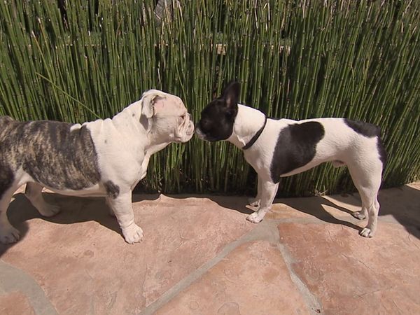 Hundehviskeren - Miles and Maxie & Booker