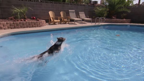 Hundehviskeren - Cesar Goes to Vegas
