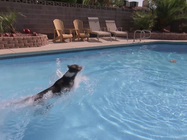 Hundehviskeren - Cesar Goes to Vegas