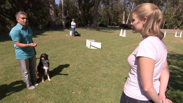 Hundehviskeren - Harley, Annabelle and Memphis