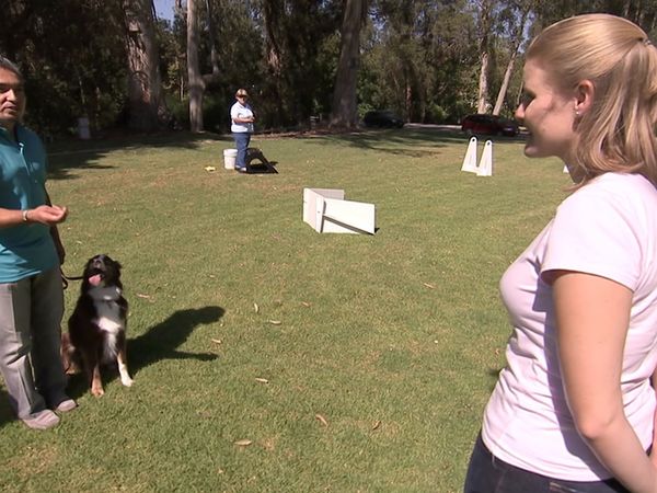 Hundehviskeren - Harley, Annabelle and Memphis