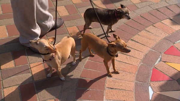 Hundehviskeren - Bad Dogs of Comedy