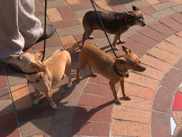 Hundehviskeren - Bad Dogs of Comedy