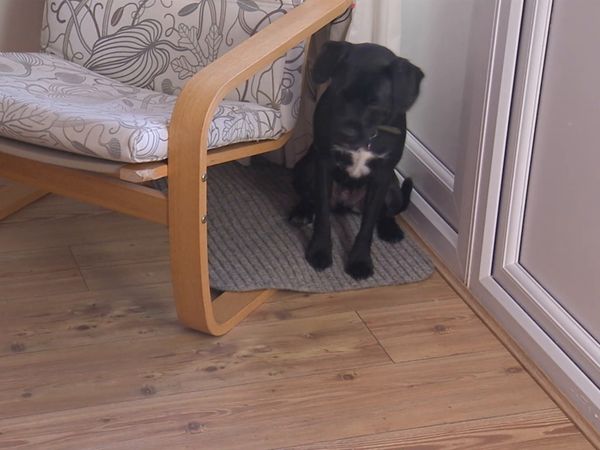 Hundehviskeren - Cesar Conquers London