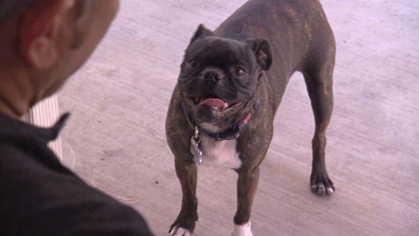 Hundehviskeren - Playboy Playmates