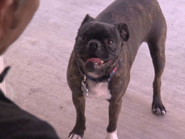 Hundehviskeren - Playboy Playmates