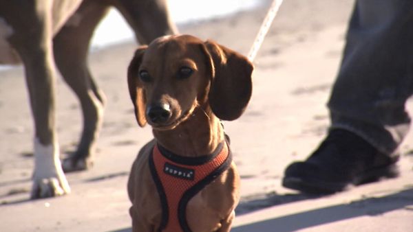 Hundehviskeren - Jersey Shore Dogs