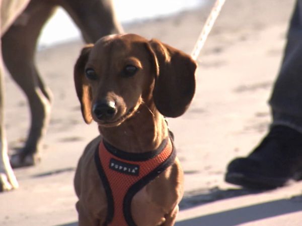 Hundehviskeren - Jersey Shore Dogs