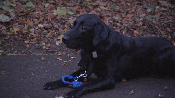 Hundehviskeren - The Battle of Britain