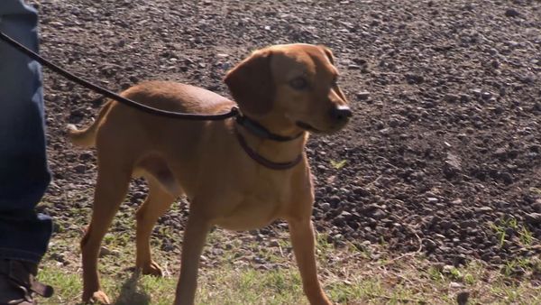 Hundehviskeren - Hollywood Hounds