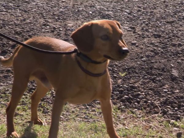 Hundehviskeren - Hollywood Hounds