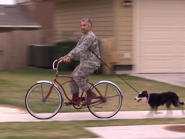 Hundehviskeren - Army Brats