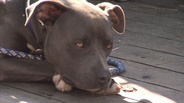 Hundehviskeren - Homeboys and Hounds