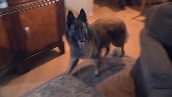 Hundehviskeren - Hounds from Hell