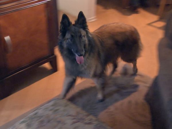 Hundehviskeren - Hounds from Hell