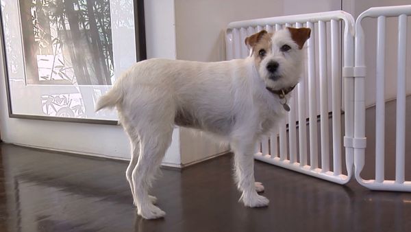 Hundehviskeren - Language of Dogs