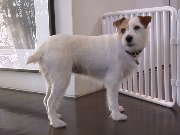 Hundehviskeren - Language of Dogs