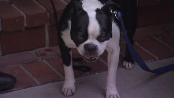 Hundehviskeren - Anger Management
