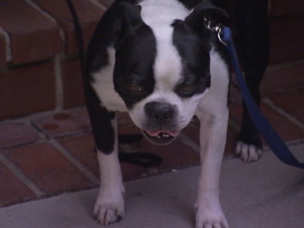 Hundehviskeren - Anger Management