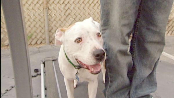Hundehviskeren - Emily
