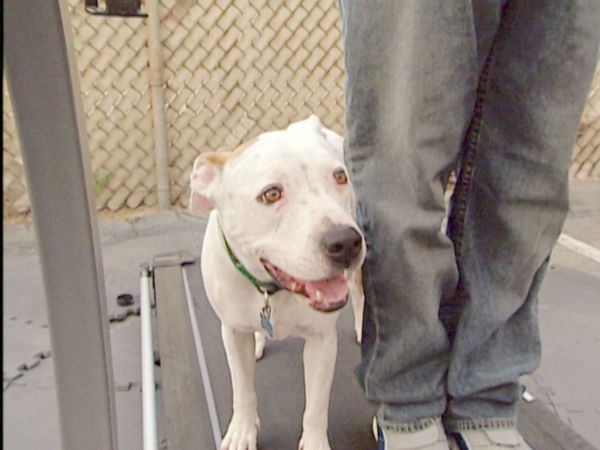 Hundehviskeren - Emily