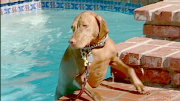 Hundehviskeren - Rana & Ruby