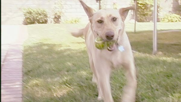 Hundehviskeren - Sophie & Daisy