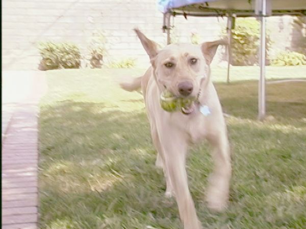 Hundehviskeren - Sophie & Daisy