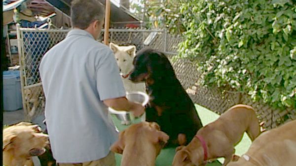 Hundehviskeren - Lucy & Lizzie