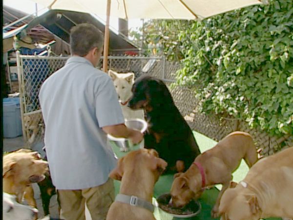 Hundehviskeren - Lucy & Lizzie