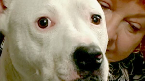 Hundehviskeren - Caper & Julius