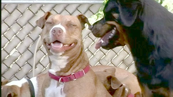 Hundehviskeren - J & Alice