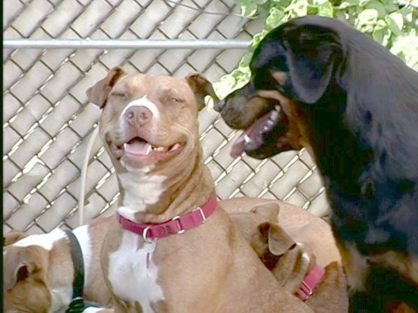 Hundehviskeren - J & Alice