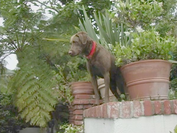 Hundehviskeren - Josh & Boomer