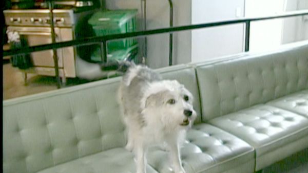 Hundehviskeren - Slick & Pepper