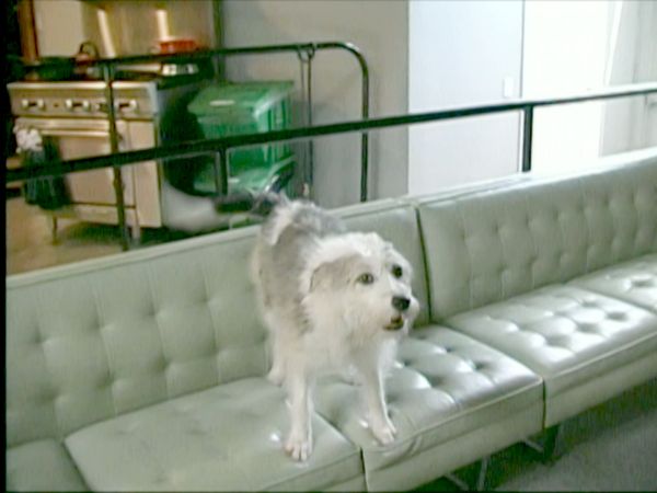 Hundehviskeren - Slick & Pepper