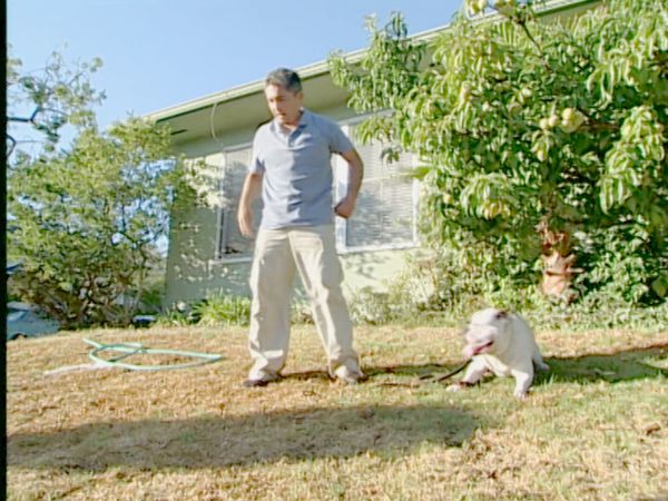 Hundehviskeren - Bella & Jordan