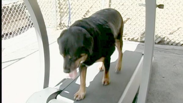 Hundehviskeren - Nicki